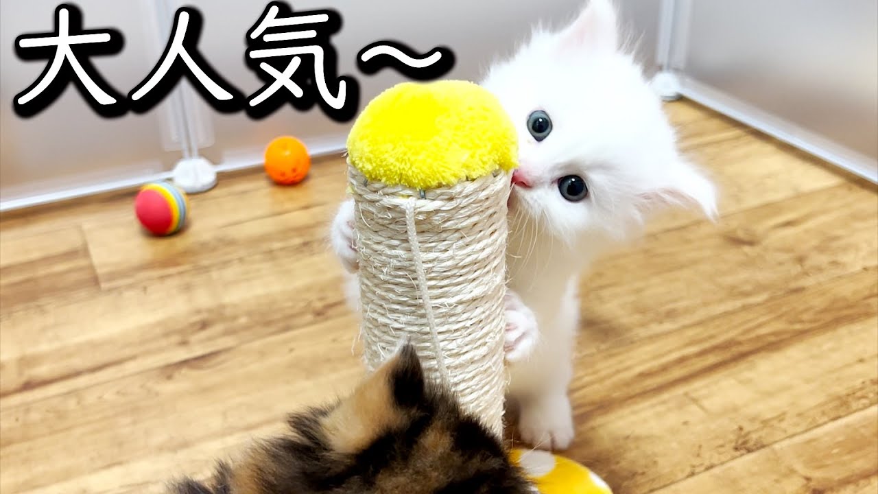 【マンチカンの子猫】ミニキャットタワーが子供達にも大人気になった件 ∼猫のいる生活Vol.605∼ 出産動画 マンチカン短足・ミヌエット・ペルシャ猫専門ブリーダー『ペット蔵人』【子猫の成長記録】