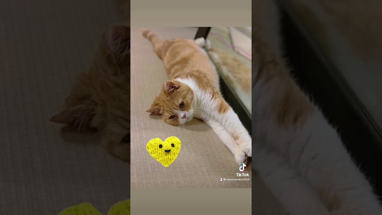 前足ピーン　ニコさん　#shorts #猫#スコティッシュフォールド#猫のいる暮らし #猫のいる生活 #背伸び#猫の手