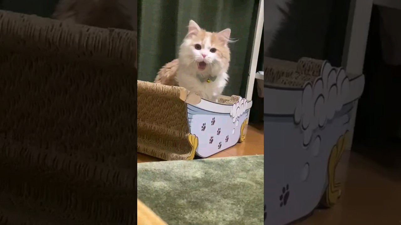 【子猫】きっちり仕事をこなす猫#ラガマフィン #猫動画 #shorts