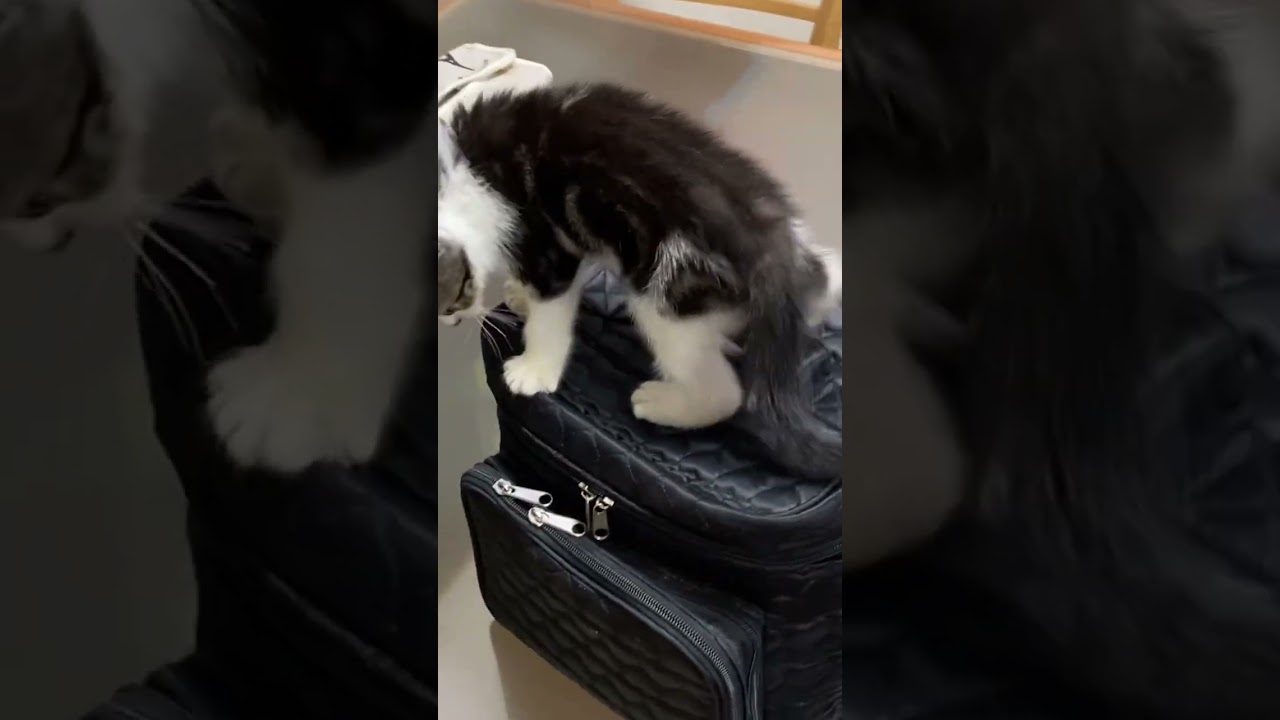 子猫動画　マンチカン子猫のラピちゃん　ポーチにインしてふぅ〜