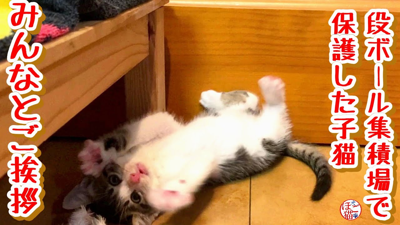 【子犬・子猫】段ボール集積場で保護した子猫達、解放しました！
