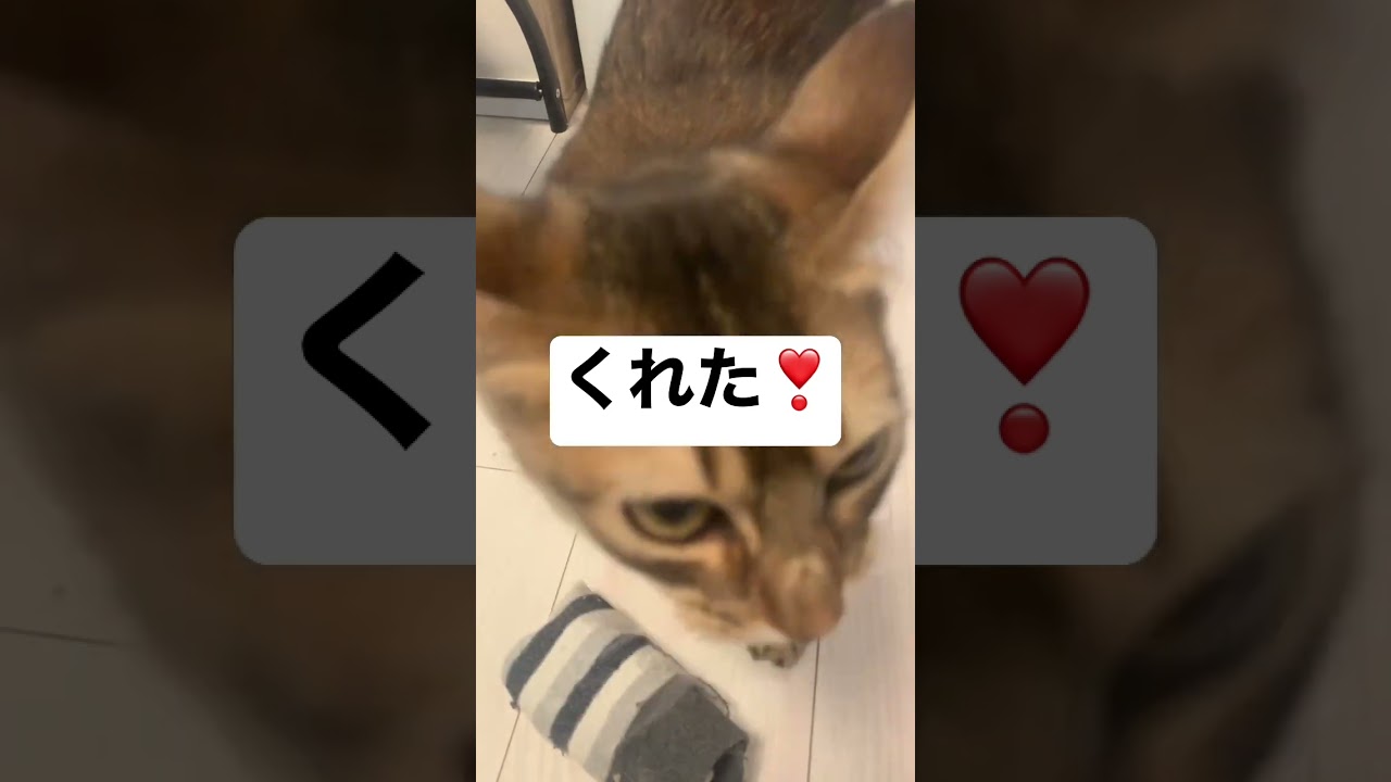 お気に入りの獲物をプレゼントしてくれる猫 #ソマリ #癒し猫動画 #しっぽ吸い