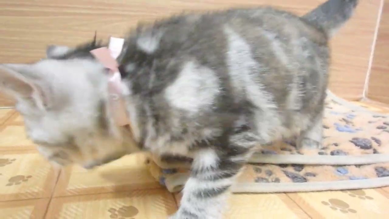 Coo&RIKU　No00615828 アメリカンショートヘアー