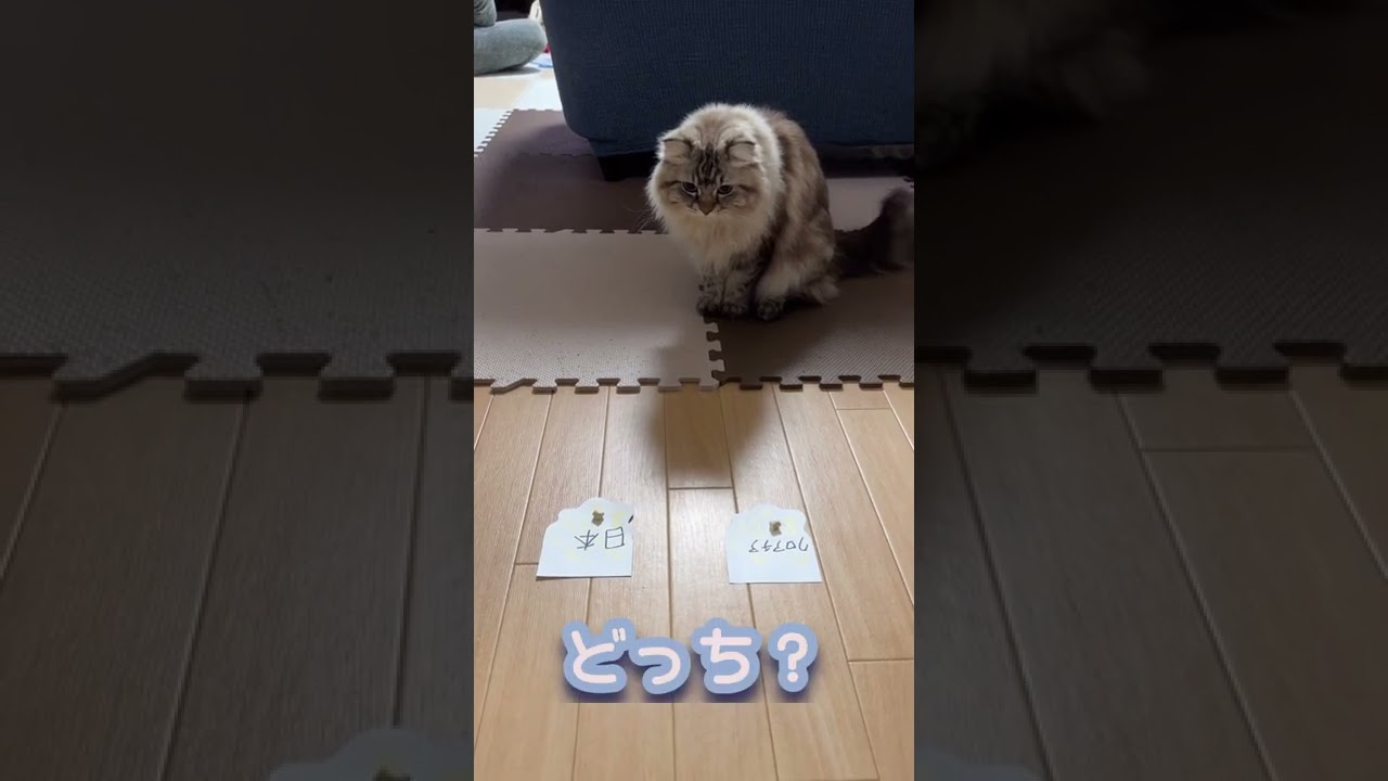 Wカップを予想してみた猫【マンチカン】#shorts