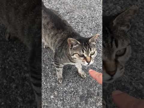 人懐っこいキジトラ猫とおっとりしたシャム猫 #Shorts