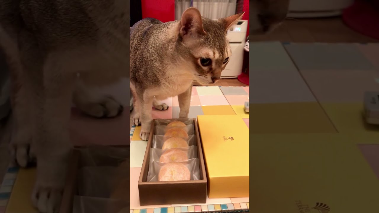 お菓子はオモチャにならなかったシンガプーラなのにゃ♪
