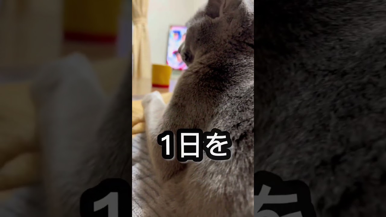 【ロシアンブルー】めろんは今朝も元気です！【猫】#shorts