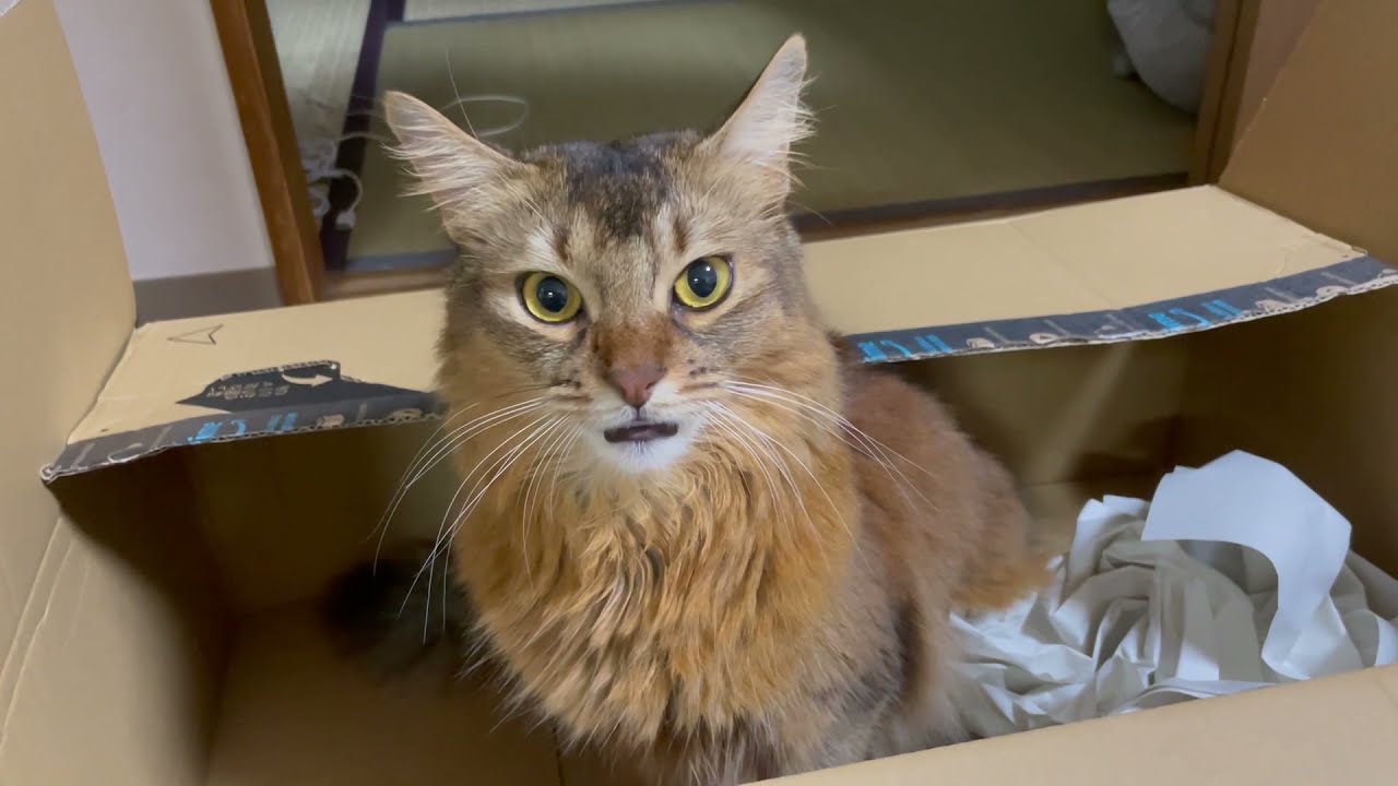 ダンボール猫との戯れ【ソマリ】