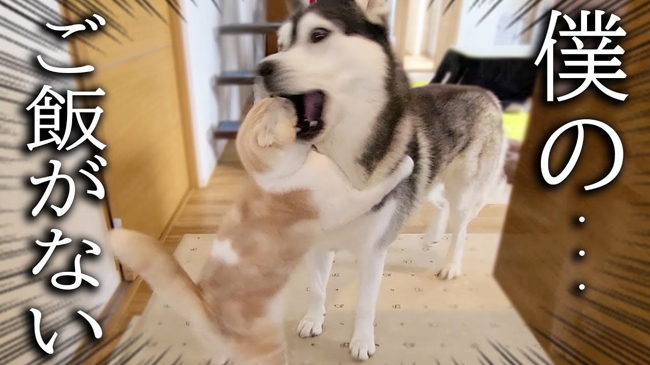 こっそり子猫のご飯を食べちゃって怒られたハスキー犬がこちら...