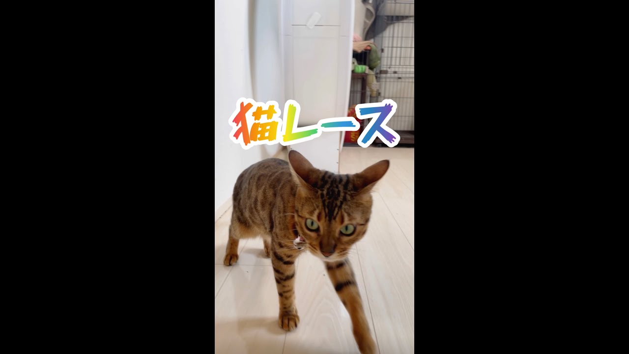 本日は白熱！猫レース手持ちカメラダイジェスト10/12