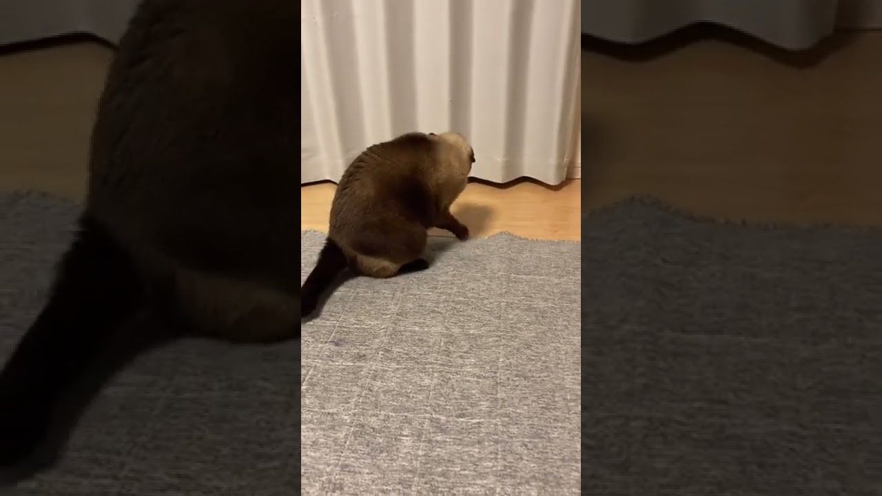 シャム猫のひとり遊び