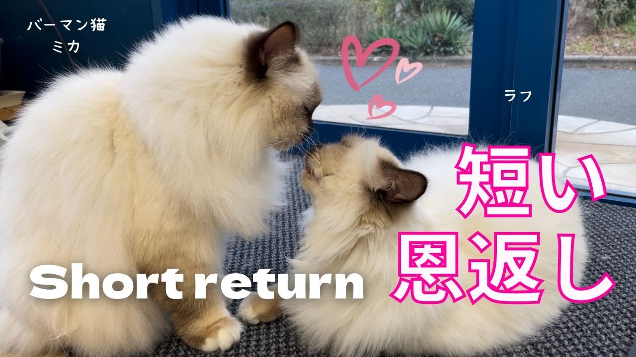 バーマン猫ミカとラフ【短い恩返し】Short return（バーマン猫）Birman/Cat