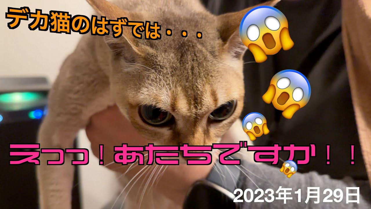 まさか自分の番だと思わなかった耳掃除😱シンガプーラ「もも」：2023.01.29