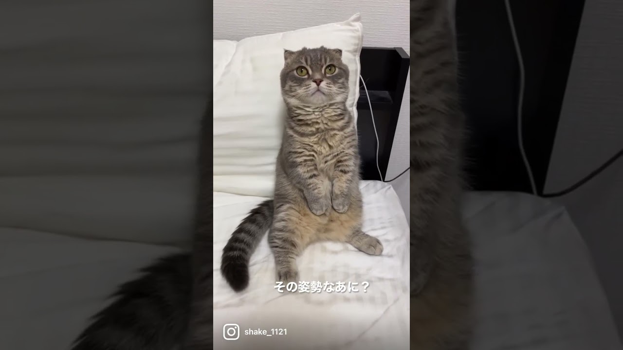 変な姿勢の猫がこちら   #マンチカン #短足マンチカン #Shorts