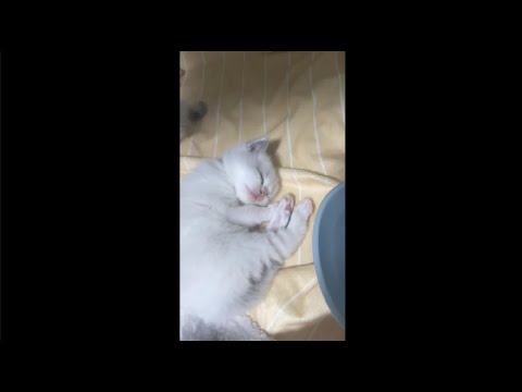 【ラグドール】一度寝たら全然起きない子猫