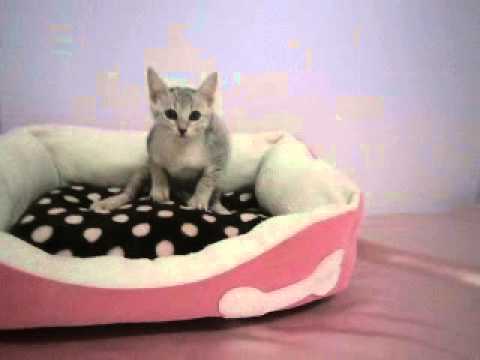 ペットショップCOO＆RIKUエジプシャンマウＮｏ２１５６９７