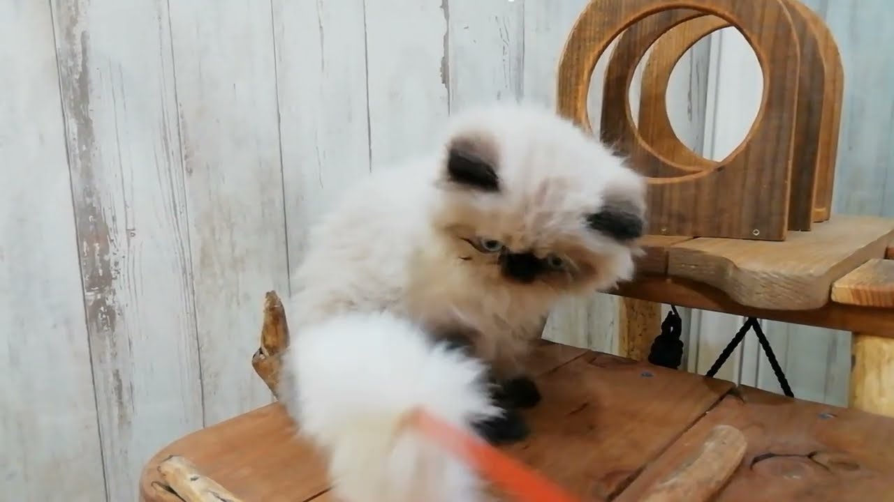 ヒマラヤン　女の子　2022/11/27生まれ