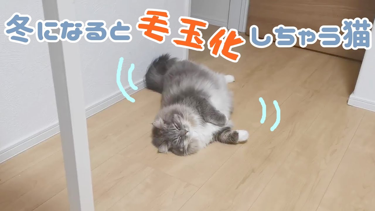 サイベリアンは冬になると途端に毛玉化してしまいます。【サイベリアンのラフィ#201】