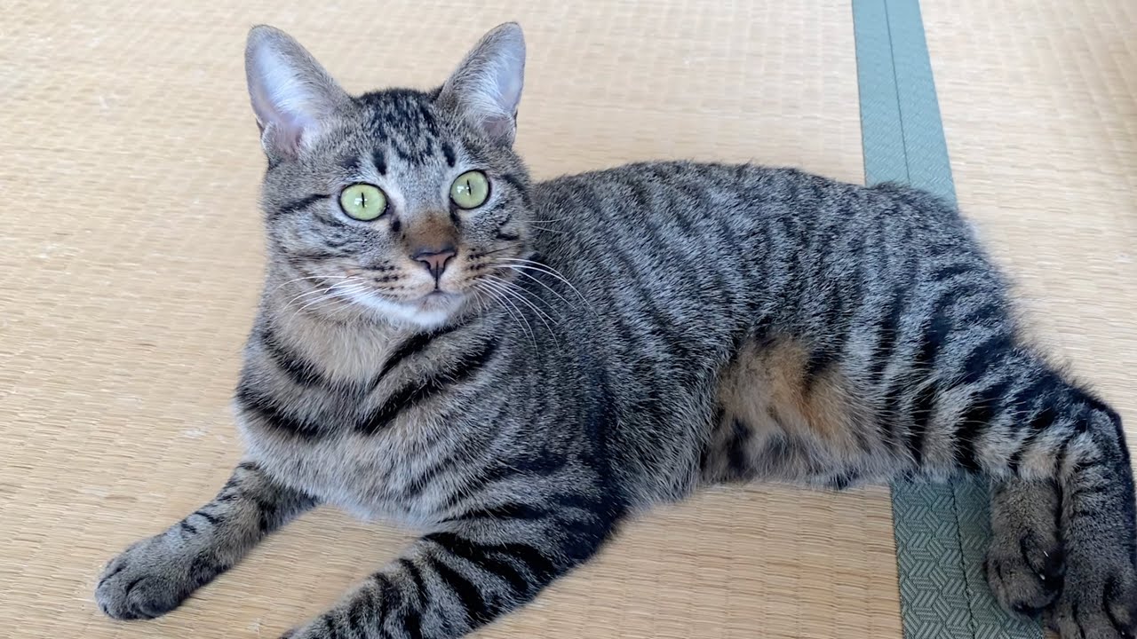 筋肉質な子猫と遊んでいたらいきなり襲いかかってきた...