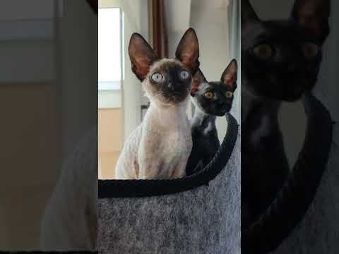 Cornish Rex kittens too cute!