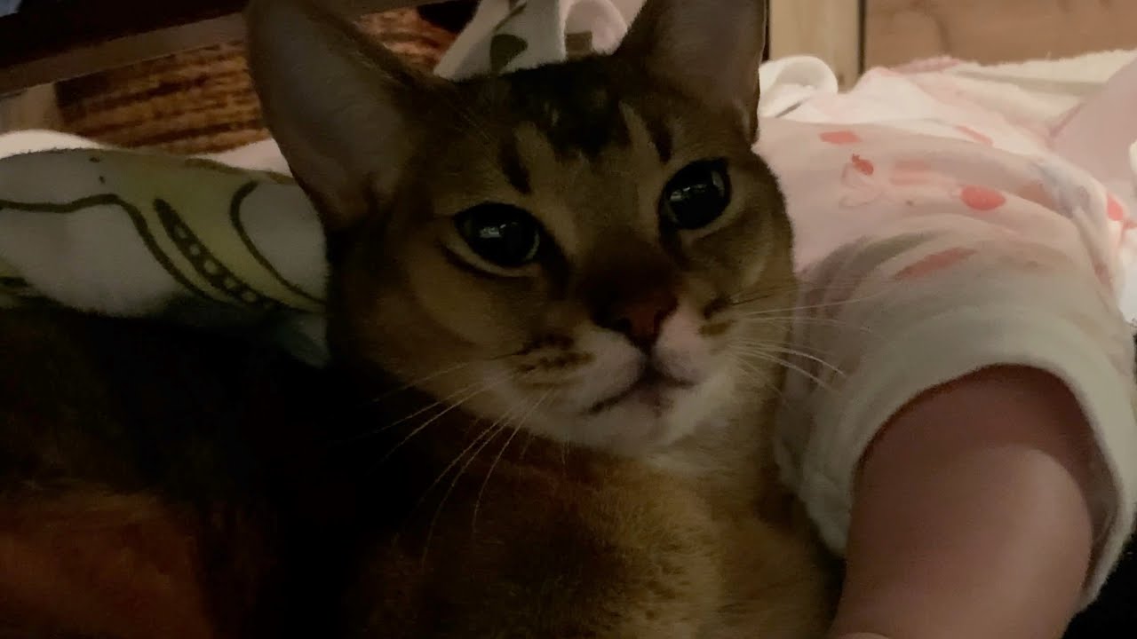 赤ちゃんの足元で寝る猫のキビ（最後にハプニングあり）