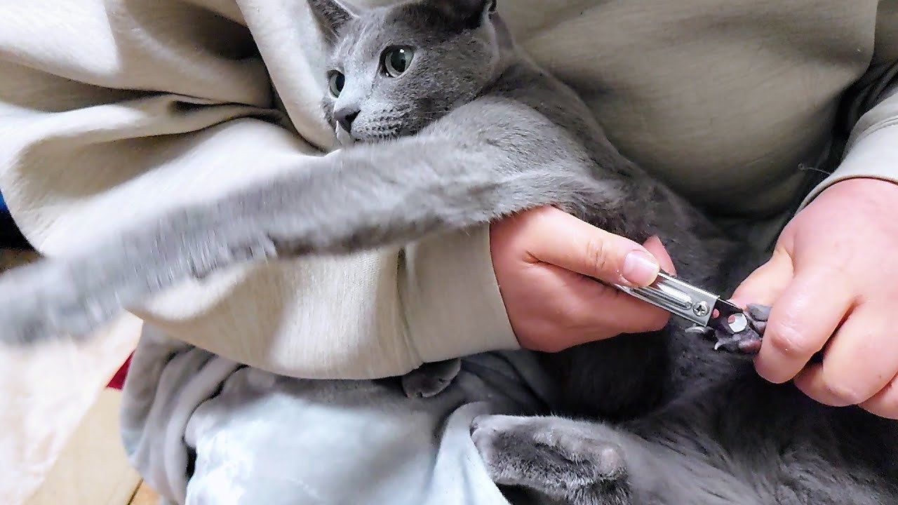 【猫動画】比較的大人しく爪切りできたロシアンブルー【russianbule】A Russian Blue that has had its nails clipped