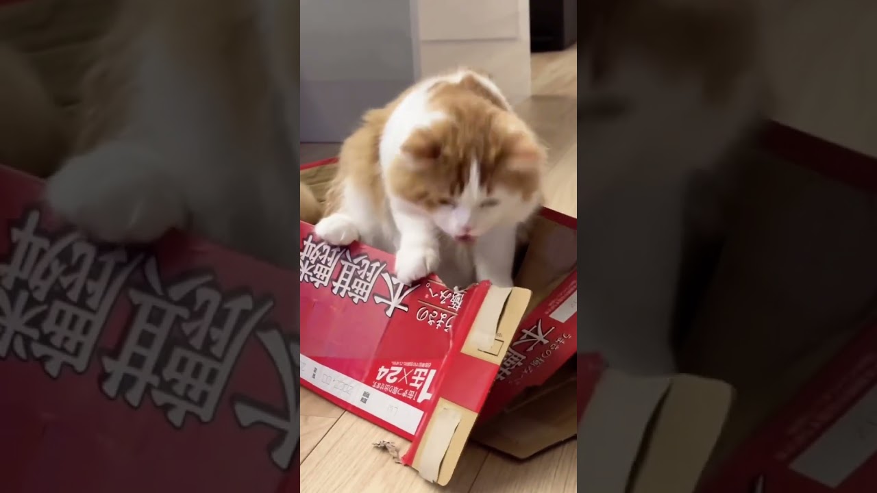 急に破壊神になる猫#マンチカン #子猫