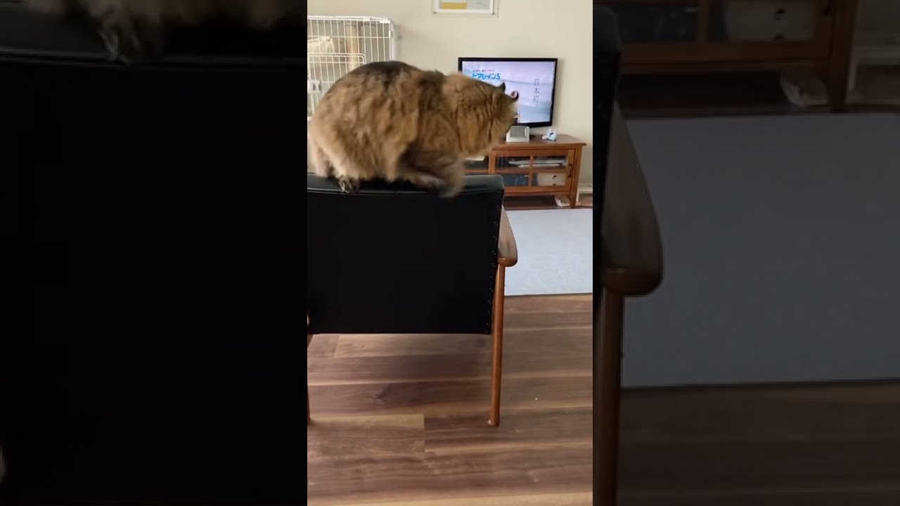 〜遊んでもらってテンション爆上がりなアメリカンカール〜