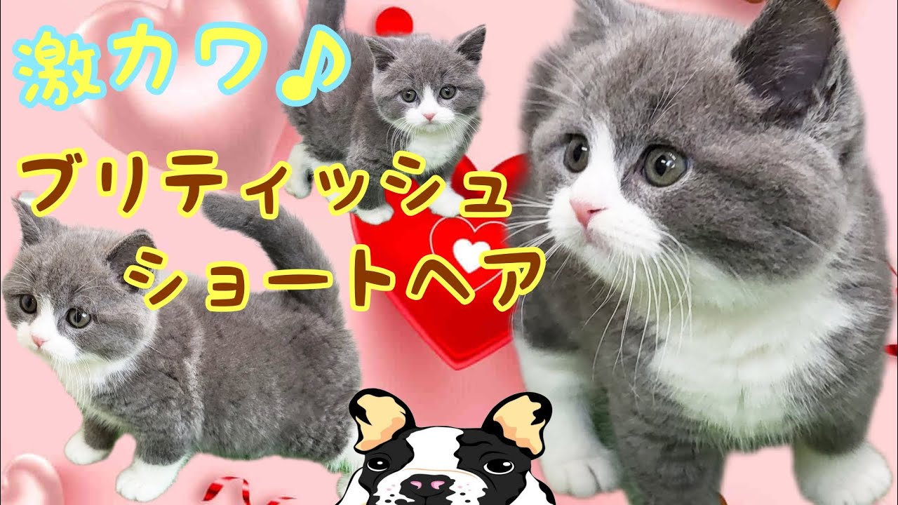 ブリティッシュショートヘア・子猫