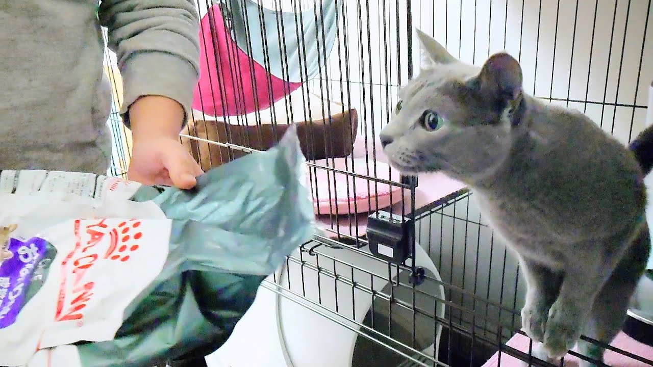 【猫動画】キャットフードの袋に興奮しちゃうロシアンブルー【russianbule】Russian blue gets excited about bag of cat food