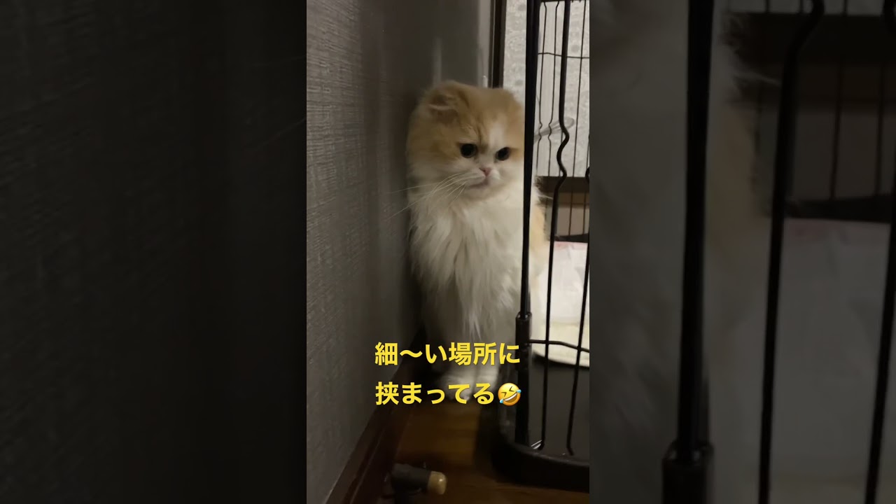 【激写】 #ねこ #猫 #ペット #cat #shorts #スコティッシュフォールド #癒し 猫が挟まる中国的画像！