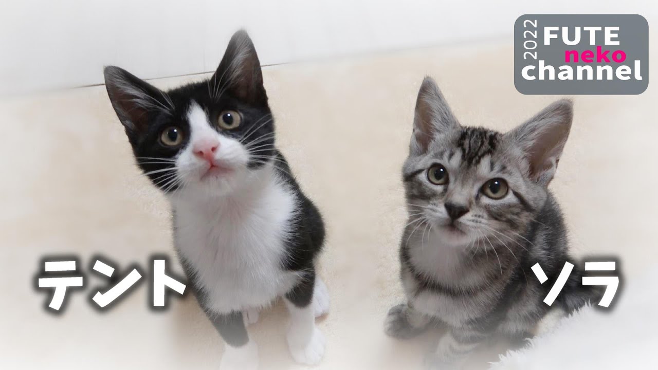 テント＆ソラ　卒業　｜てんと＆そら㊿【保護子猫】