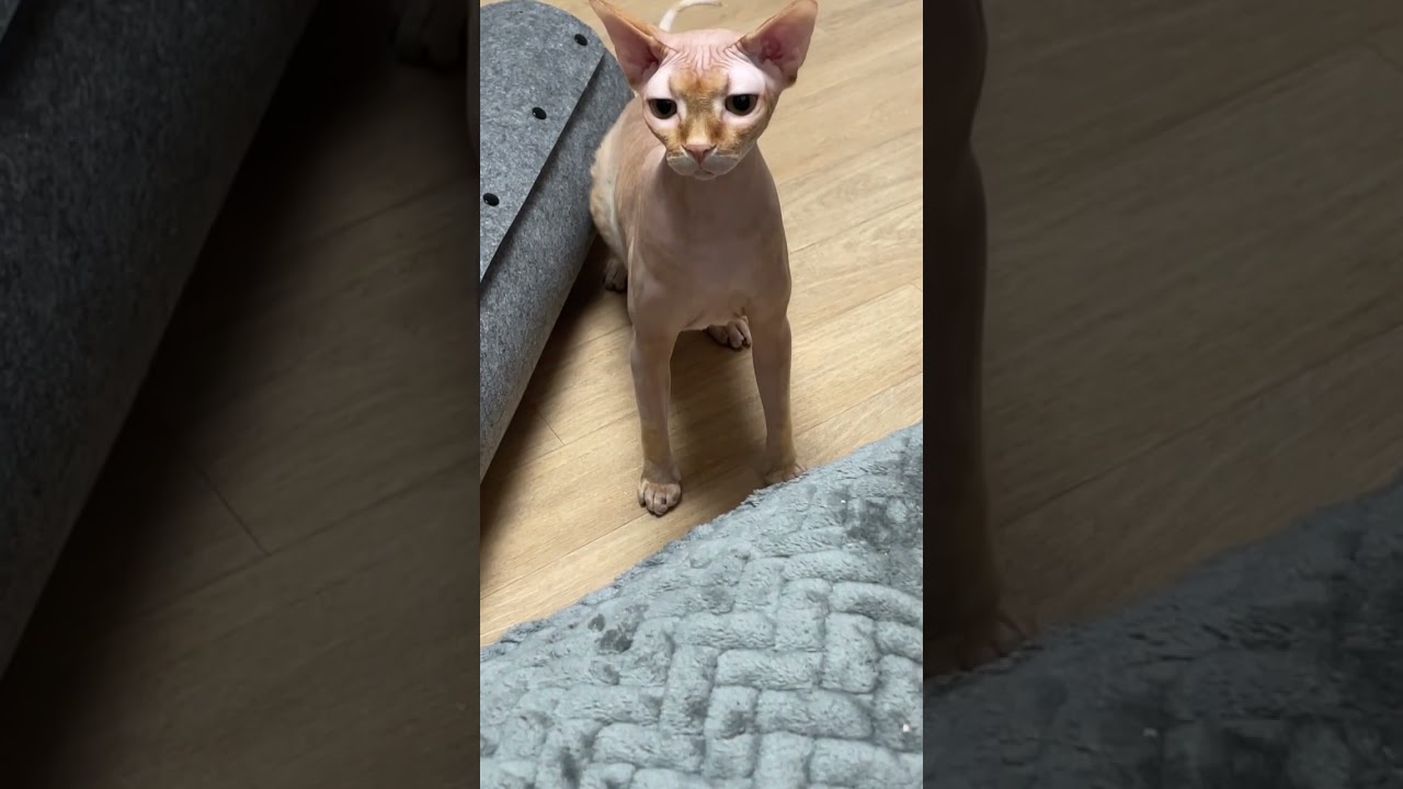 너네 세모눈 할 수 있어? 난 할 수 있어🙄 #shorts #cat