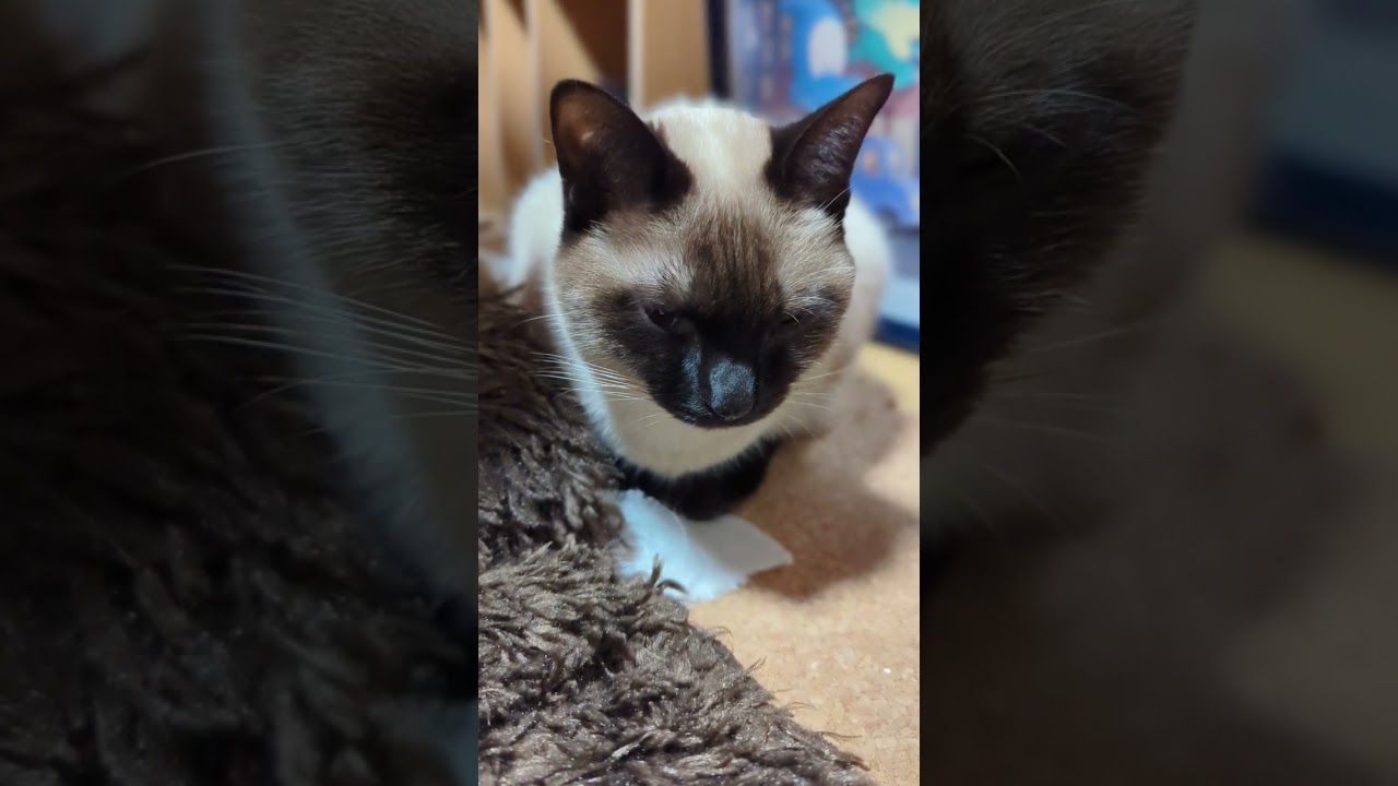 寒くて寒くてシャム猫🐈 - Cats in winter - #Shorts