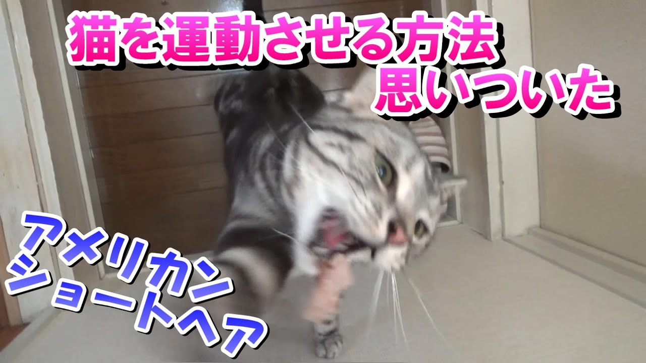 猫を運動させる方法を試してみた（アメリカンショートヘア）