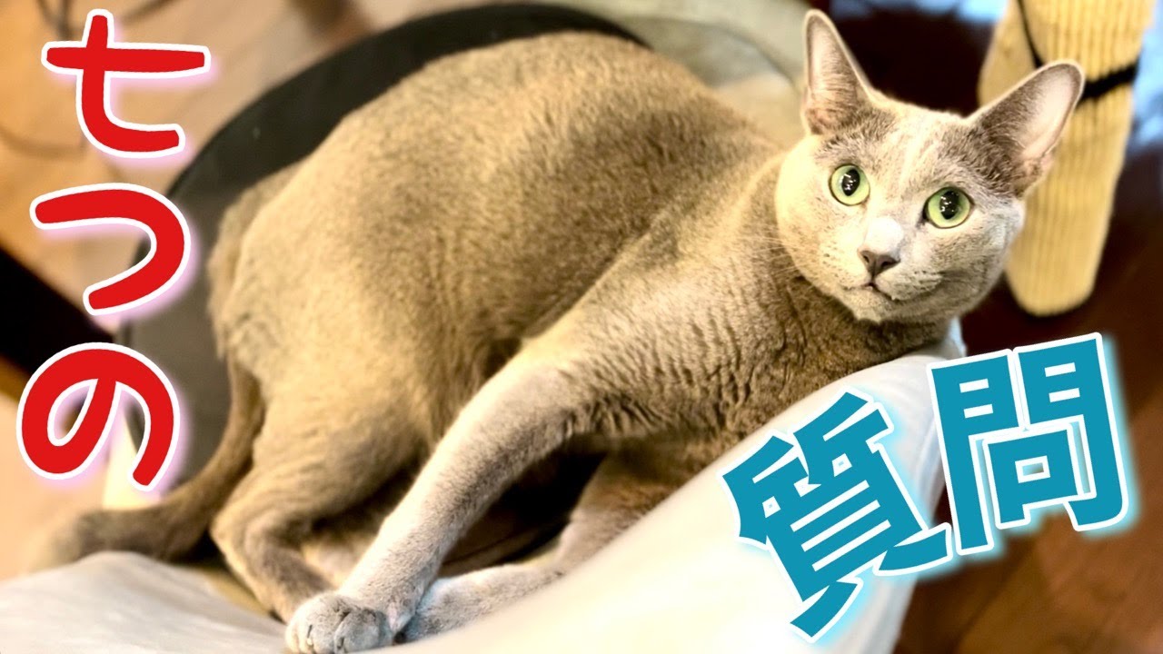 猫が語る~4才を迎える前の心境【ロシアンブルー】Russian Blue cat Kotetsu~The state of mind before reaching the age of 4