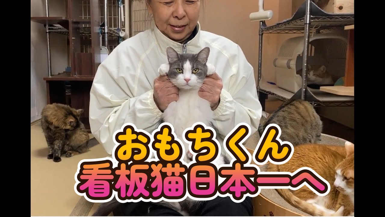 おもちくん 日本一の看板猫になれるかな？