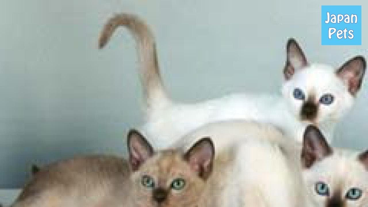まるでヒーロー映画のタイトルみたい！？トンキニーズってどんな猫？ - Japan Pets