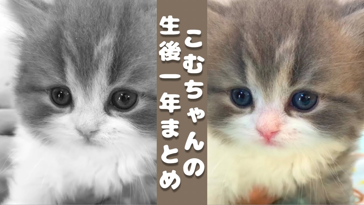 1年後もかわいい子猫の成長記録【スコティッシュフォールド】