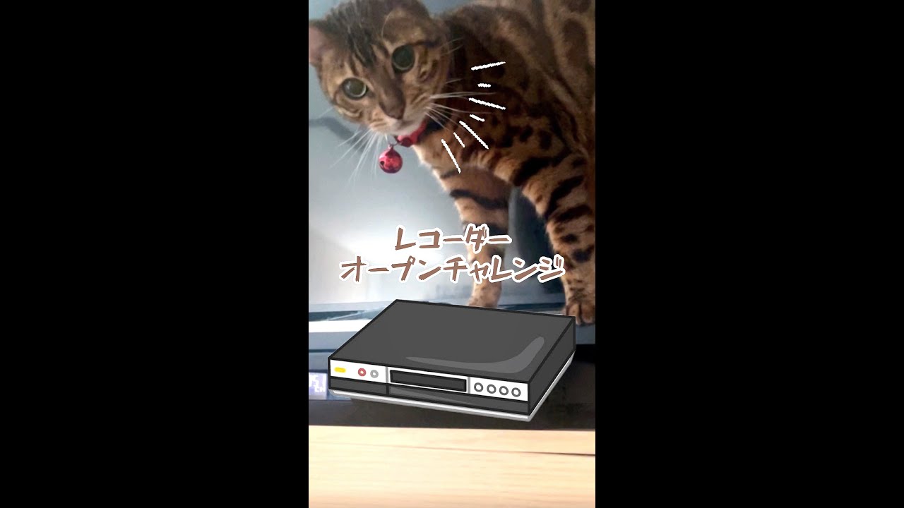 猫のレコーダーオープンチャレンジ🐾 #shorts