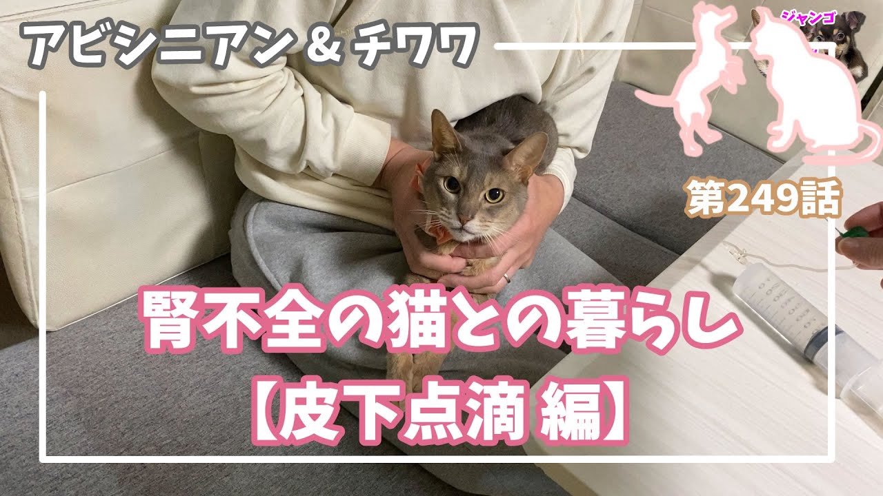 [249話] (チワワ&アビシニアン) 腎不全の猫との暮らし 皮下点滴 編