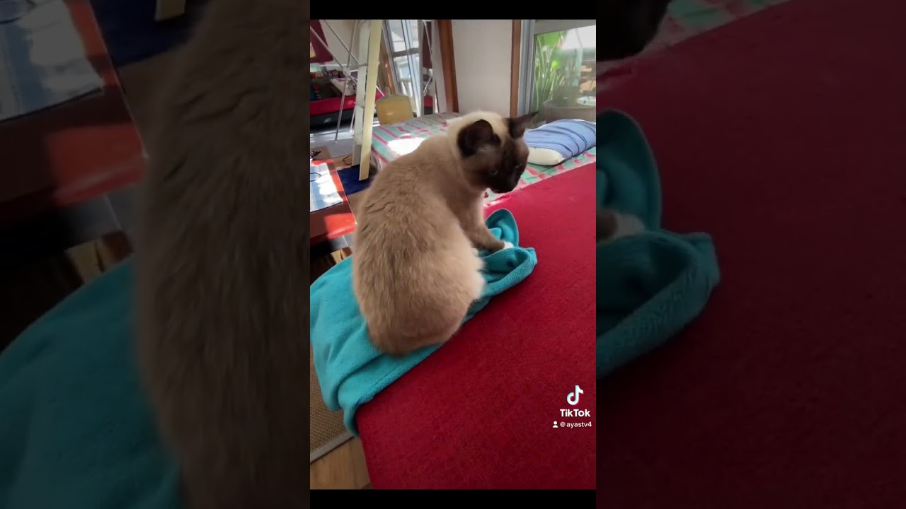 #甘えるニャン🐯 #猫のいる暮らし #シャムミックス #シャム猫 #猫のいる生活 #shorts