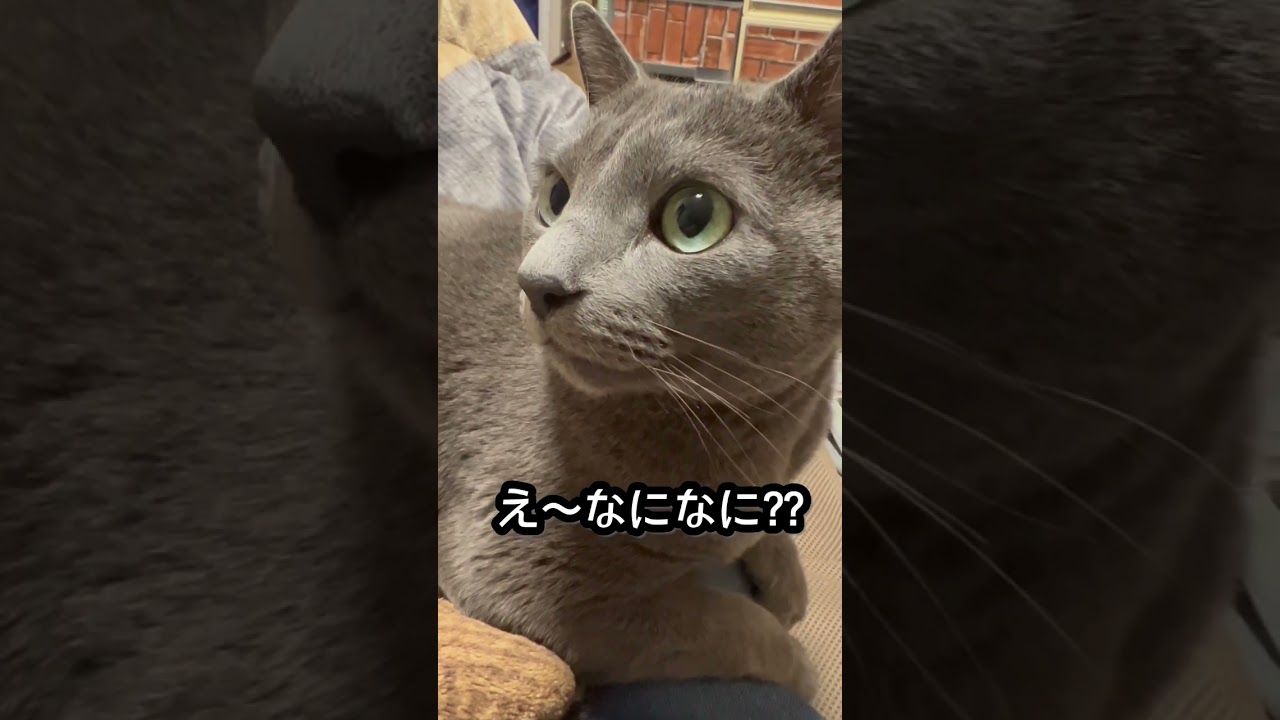 【ロシアンブルー】めろん何が見えてる⁇【猫】#shorts