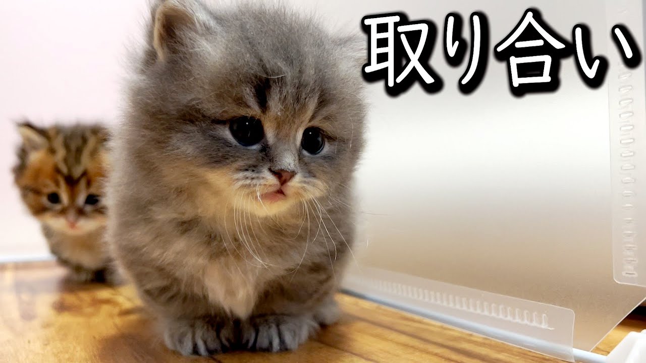 【マンチカンの子猫】赤ちゃんがボールの取り合いを初めて短足は負けまくる件 ∼猫のいる生活Vol.599∼ 出産動画 マンチカン短足・ミヌエット・ペルシャ猫専門ブリーダー『ペット蔵人』【子猫の成長記録】