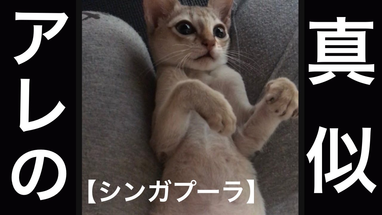 【シンガプーラ】ジャディ♂　あのマネをさせてみたケド、なんか違う…。