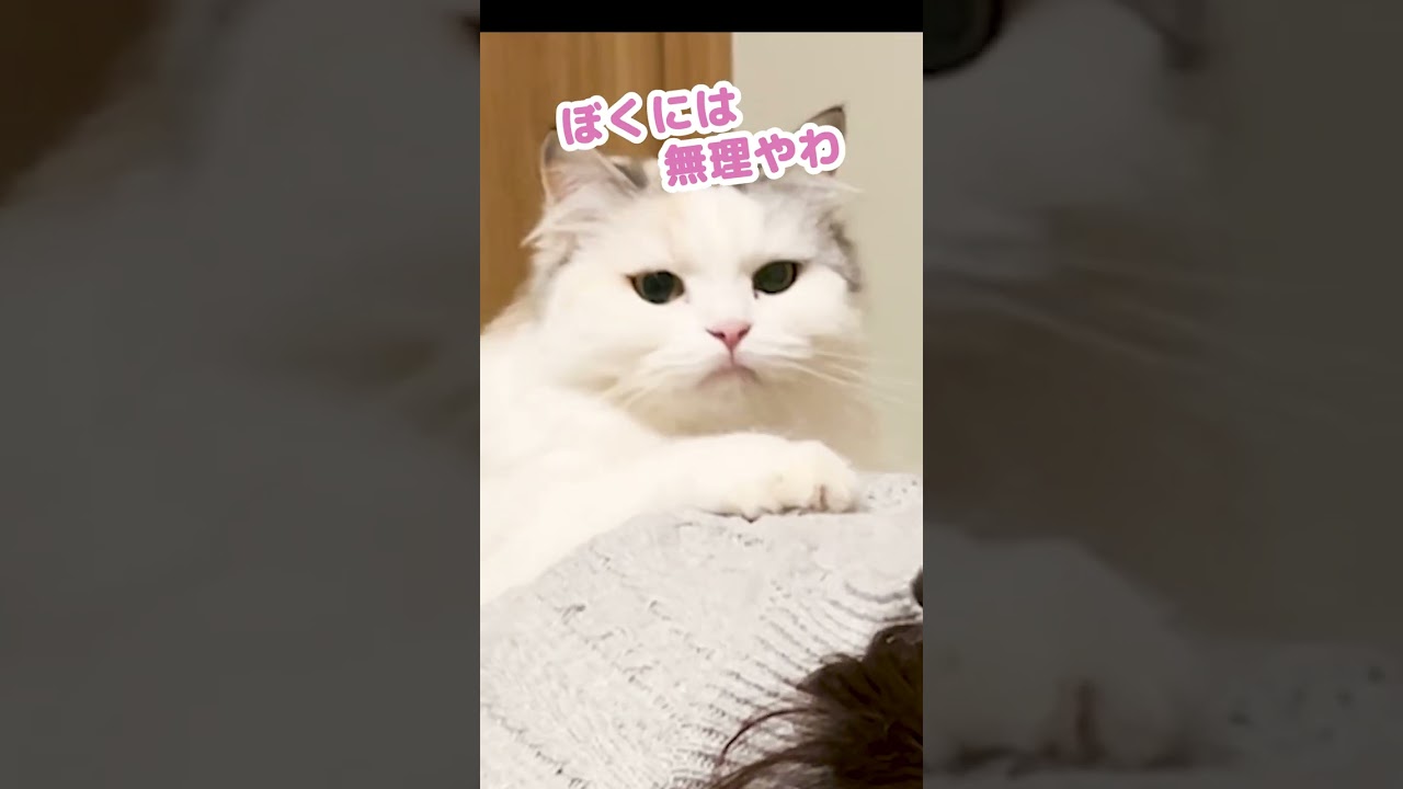 女の人が号泣してたときの猫の反応がコチラ #Shorts