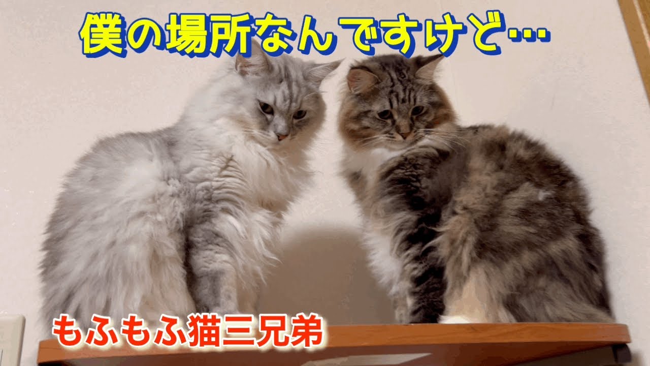 いつも面白いラガマフィン【テンちゃん】寝ている所を横取しようとしたら兄弟猫から怒られていました。