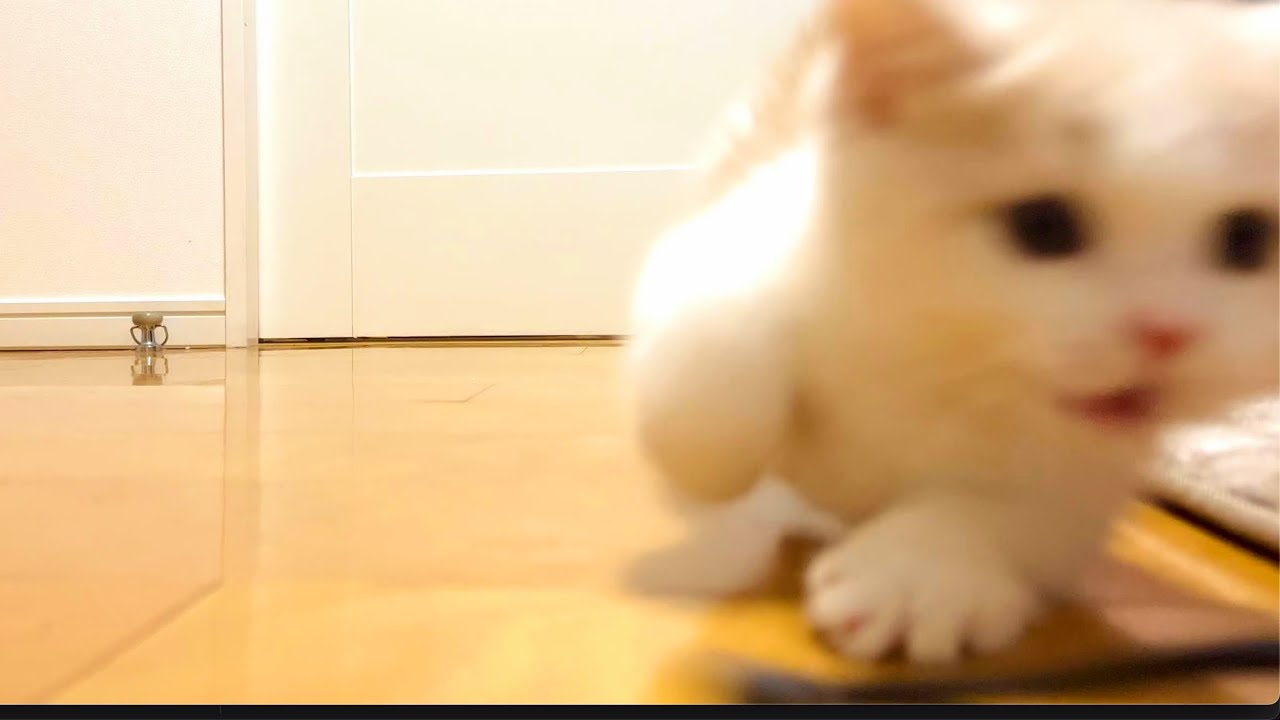 #6 全力ダッシュで迫り来る子猫マンチカンの圧力