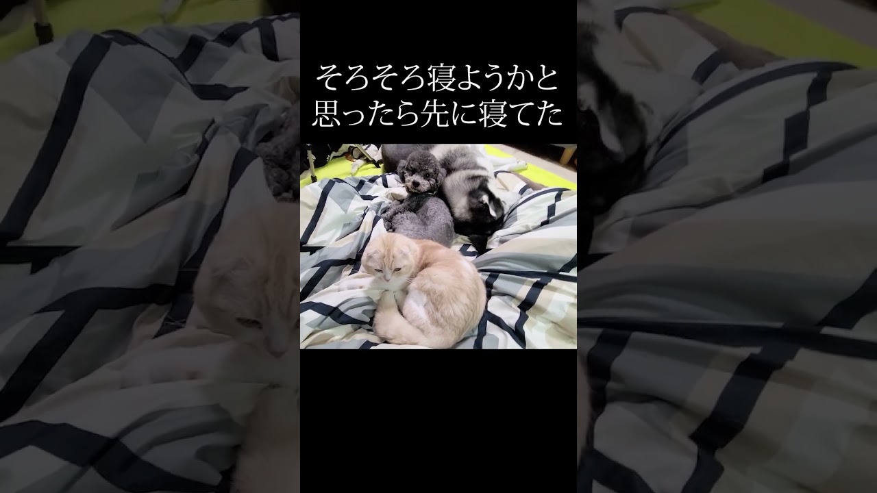 就寝しようとしたら先に布団で寝てた子猫と犬達がこちら...#shorts