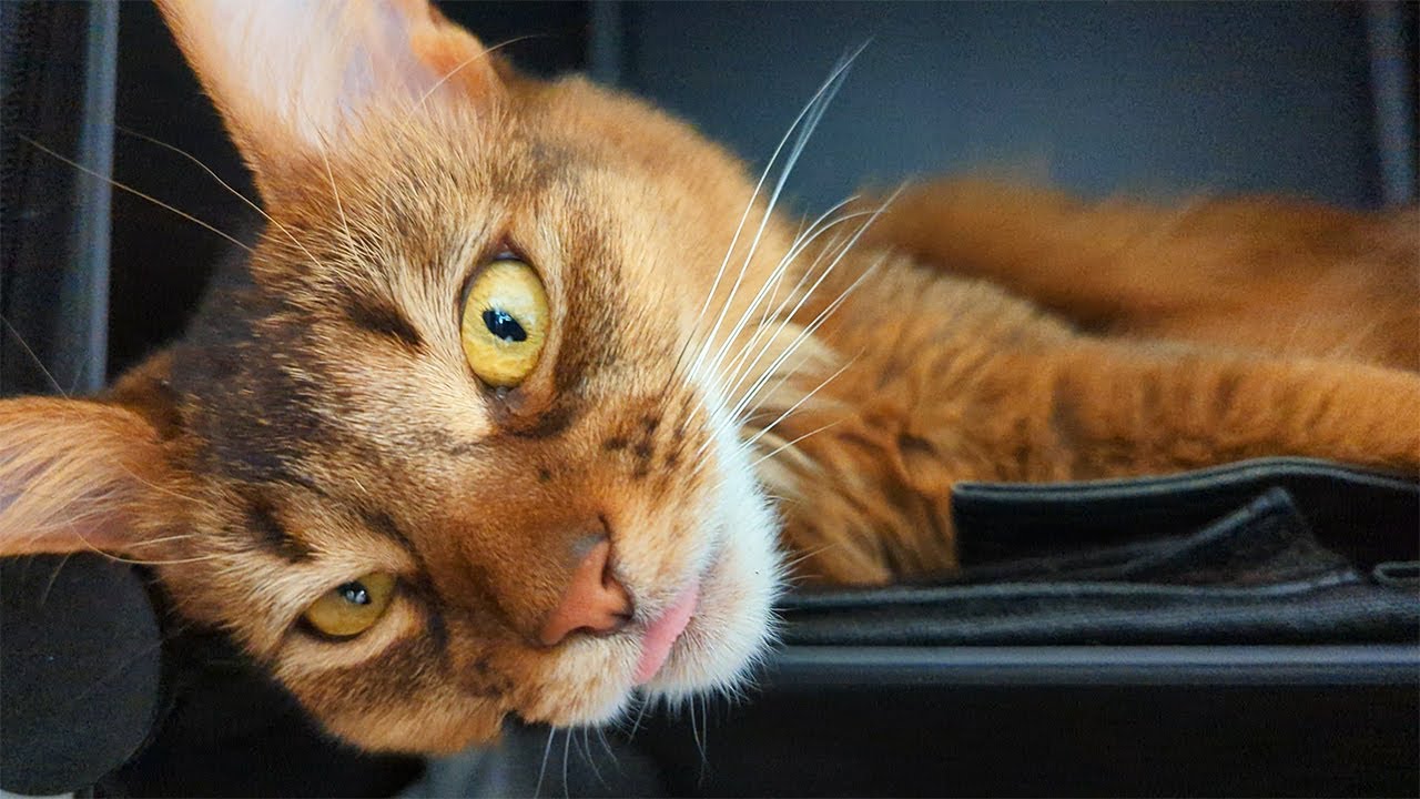 【351日目】ベロをしまい忘れた猫 #ソマリ #cat
